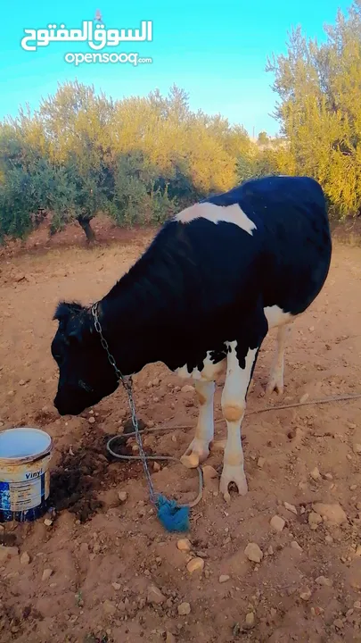 بكيرة عشار كبير