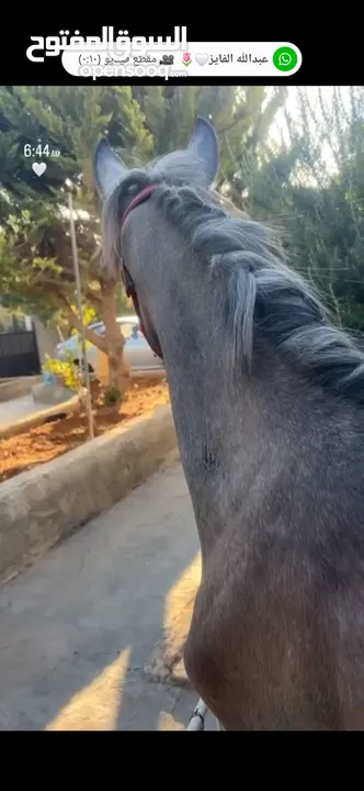 مهره   بدويه  لعوبه تربية  بيت