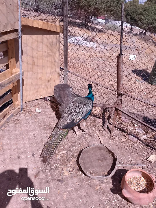 جوز طاووس هندي