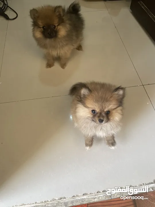 pomeranian female dog 2 months old كلب بومانارين انثى العمر شهرين للبيع