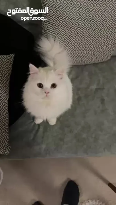 ذكر معقم عمره سنه و شهرين معاه جميع اغراضه