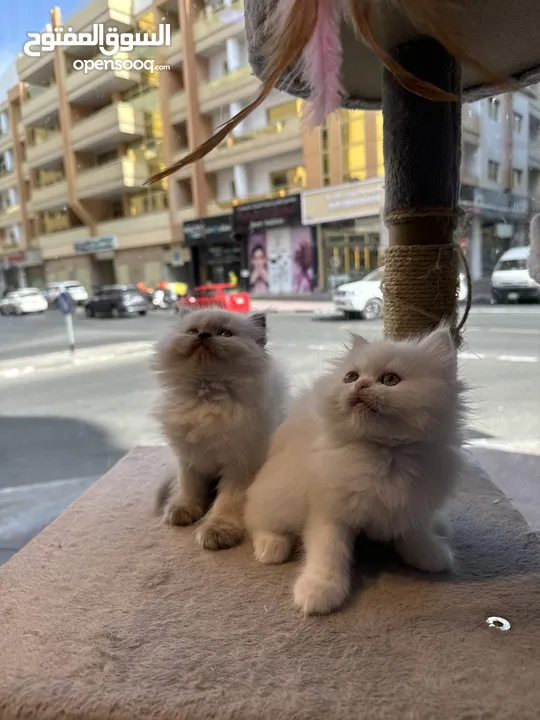 Scottish fold and Persian 2 months old all kinds of kittens we have