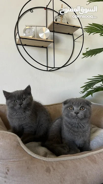 The Scottish Fold and Straight Blue are very high standard