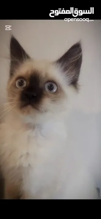 Ragdoll cat  قطط راغدول
