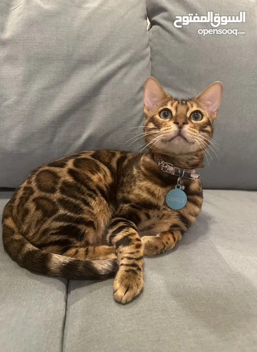 FOR SALE: Bengal Cat