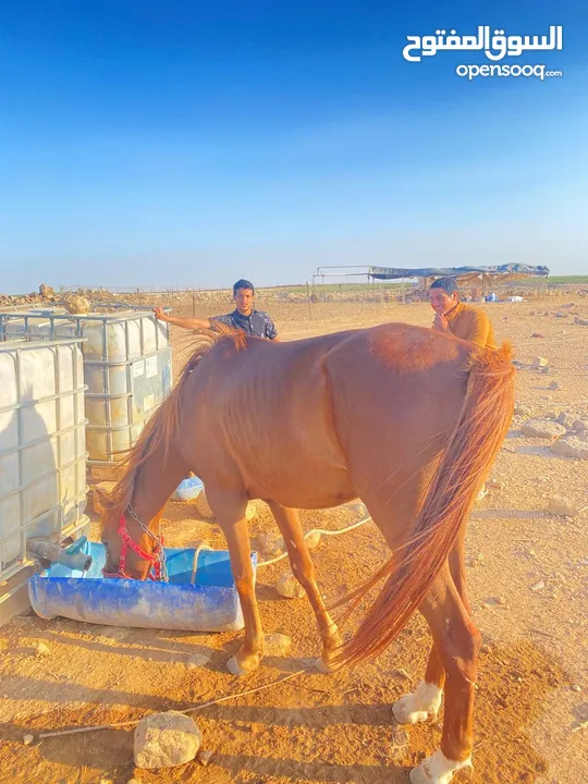 خيل  لبيع العمر سنتين فرس انثى