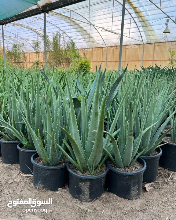 Aloe Vera (Large) for Salons *** Clearance Price *** صبار آلوفيرا  للصالونات *** بسعر مغري***