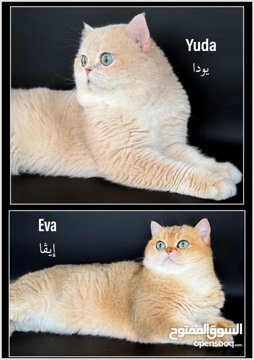 High-level British Shorthair kittens with pedigree