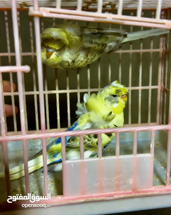 كوم طيور حب هوجو شغاله