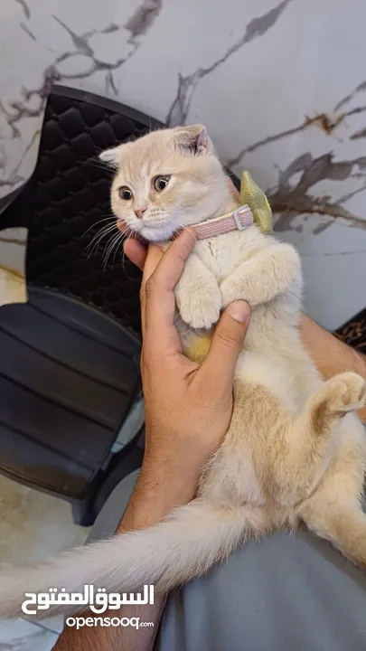 ذكر سكوتش شورت هير لون مميز