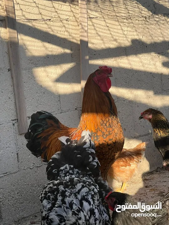 جاج لوهمان + بلدي بياض للبيع