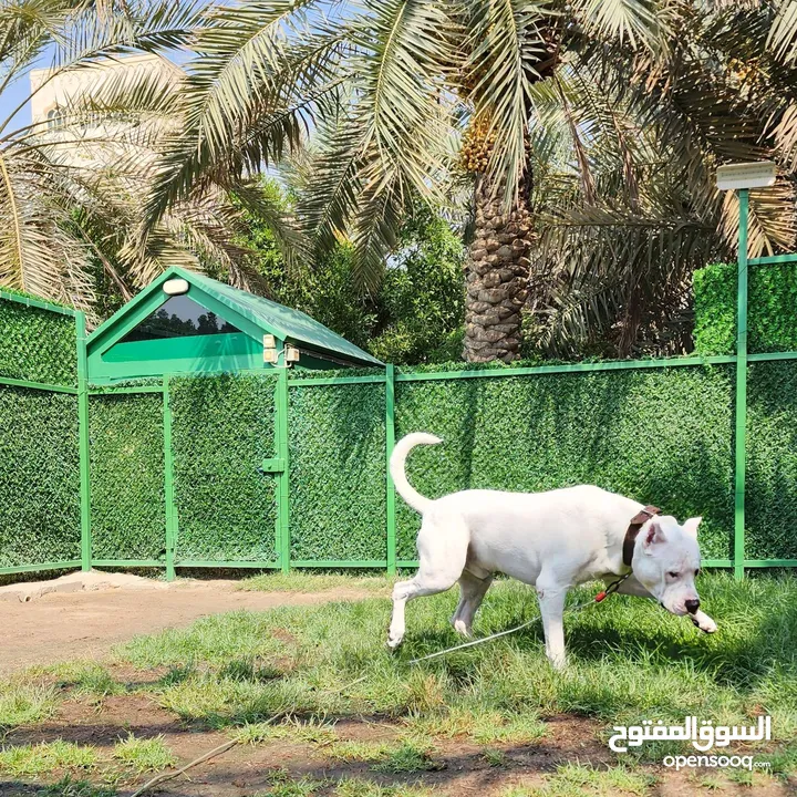 Dogo Argentino