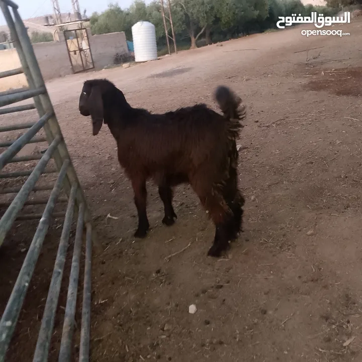 صخله صلات انبي عمر ثلاث شهور صحه ونضافه مكفوله من جميعو
