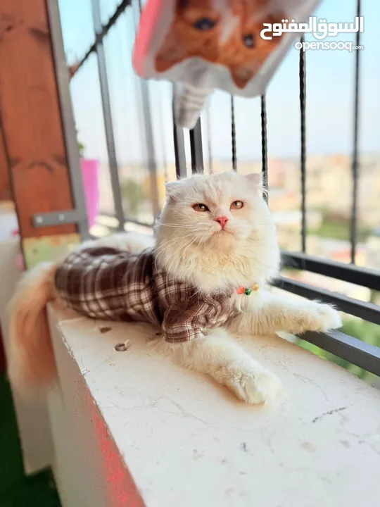 قط سكوتش فولد مميز منزلي اليف وسعره مناسب خالي من اي امراض او مشاكل صحية