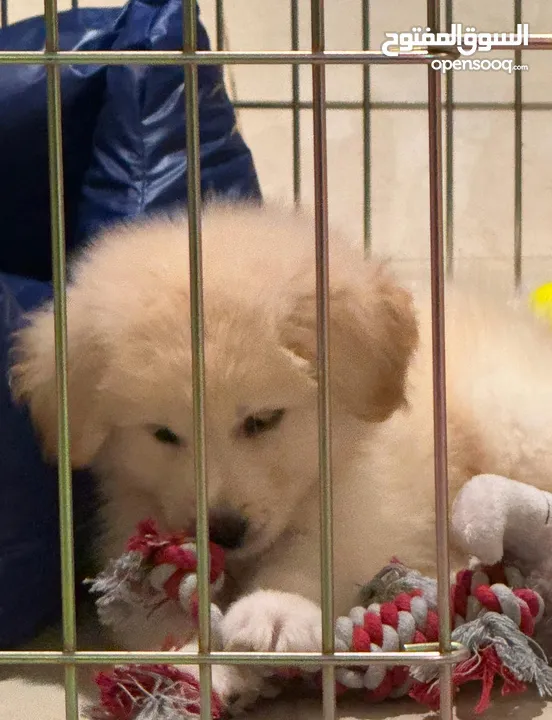 Golden retriever puppy