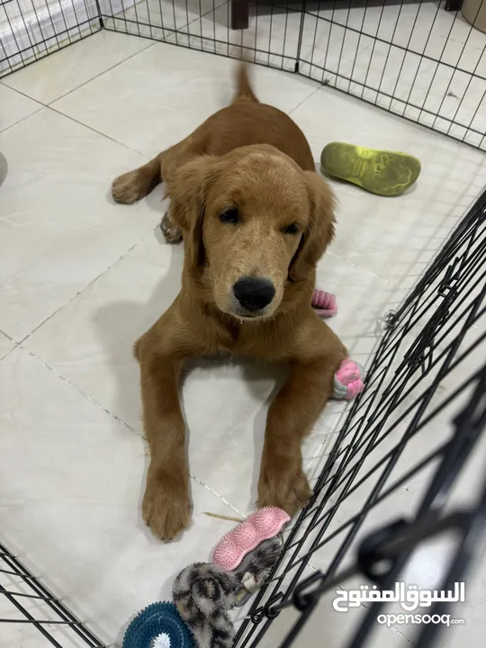 Canadian Golden retriever