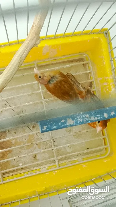 جوز كنار نحاسيات نار