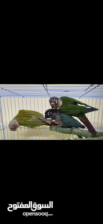 كنيورات للبيع -Conures for sale