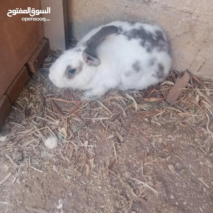ارانب  ذكر  ونثيتين