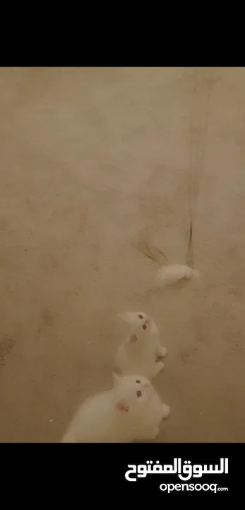 قط شيرازي عمر شهريين  للبيع