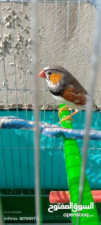 جوز طيور الجنه العمر شهرين