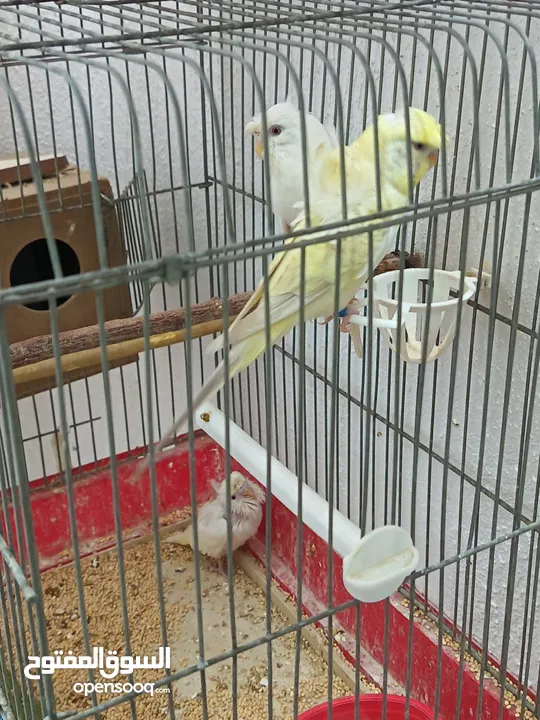 جوز هوغو رومو للبيع صحه ونظافه لجوز عين حمرا لذكر لون بسكوتي والانثى لون ابيض مع فرخ عمر شهر تقريبا