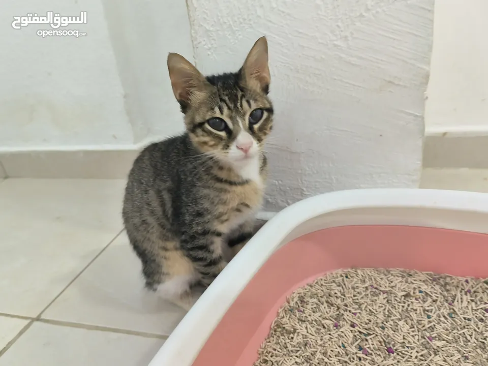 lovely kittens for free adoption