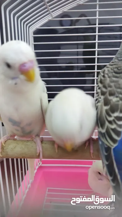 Ready to egg adult Budgies