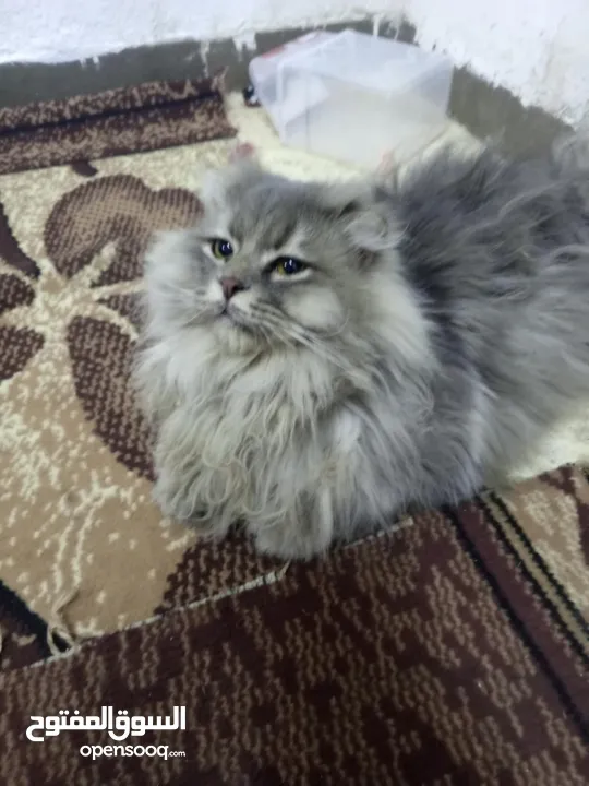 قط سكوتش فولد  مكس شانشيلا للبيع