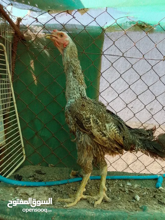 متاح ديك وفرخه باكستاني