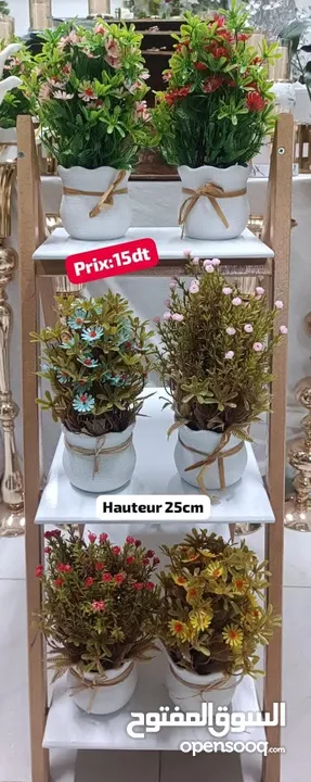 Vente Plantes ďintérieur tunisie en ligne gros détail