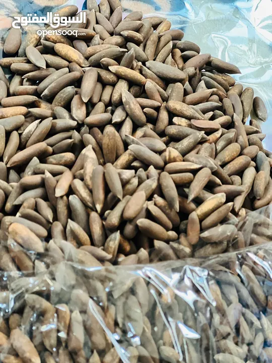 Pine Nuts, صنوبر، جلغوزه