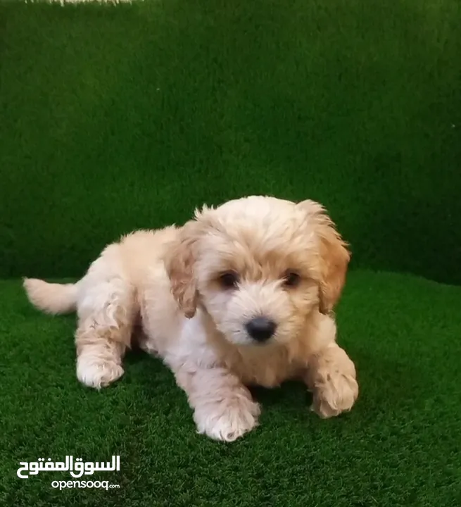 Maltipoo puppy