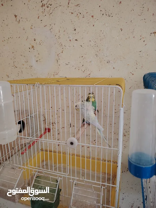 طيور حب...