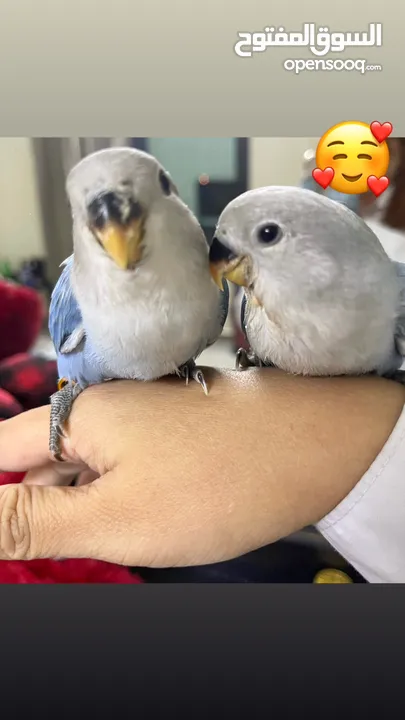 Baby Lovebirds