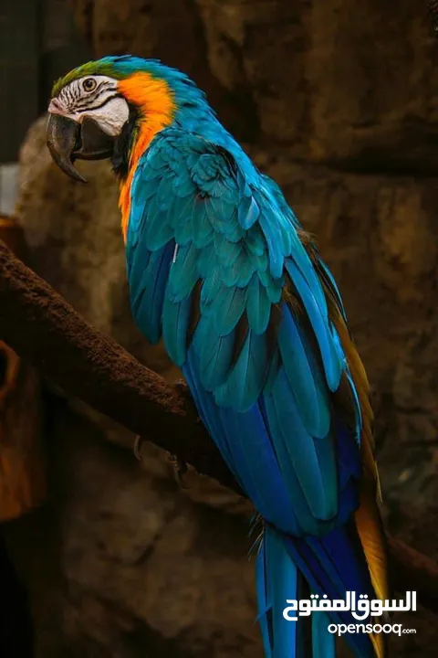 ببغاء المكاو ( macaw parrot )