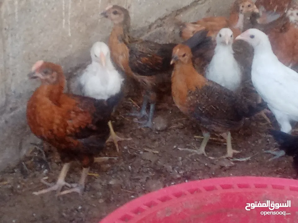 دجاج عماني لحبه بريال
