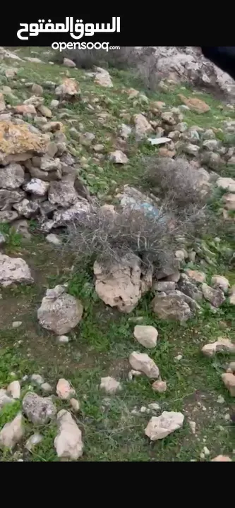 ارض للبيع بمدينه الخليل دورا