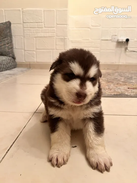 Alaskan Malamute  giant 25 days for reservation