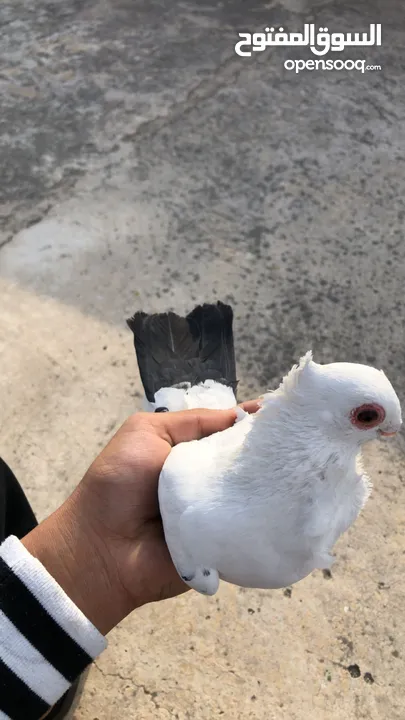 حمام للببع