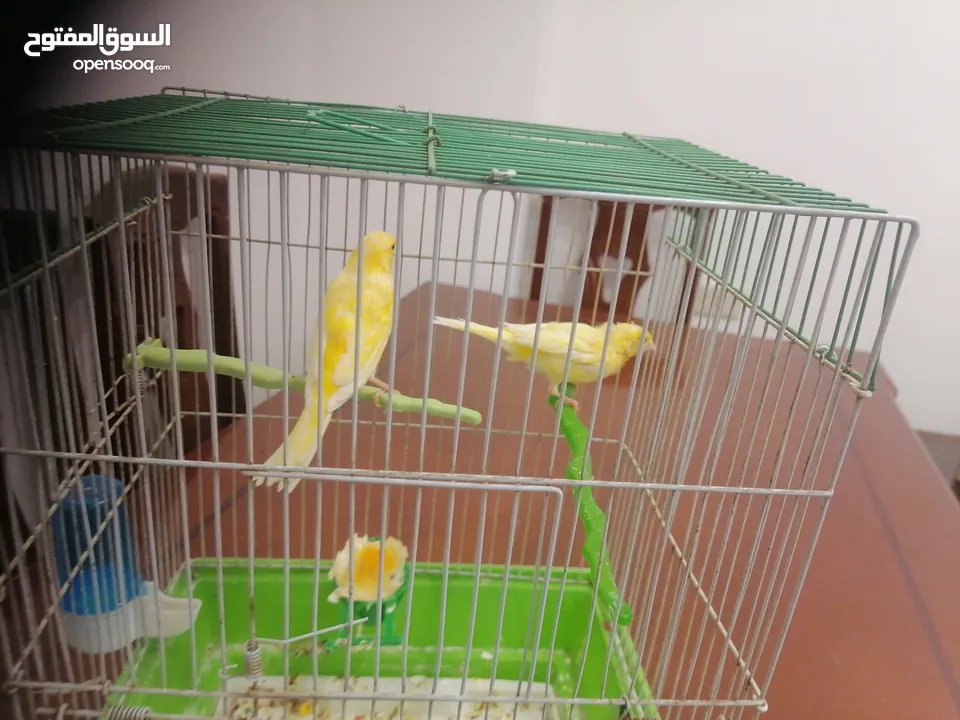 كناري أنثى جاهزة مع قفص ب 25 دينار مشاء الله صحة و نظافة موجودة بشفا بدران مع ذكر شهر و يجهز ب 10