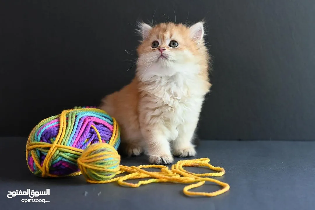 Scottish fold kittens for adoption