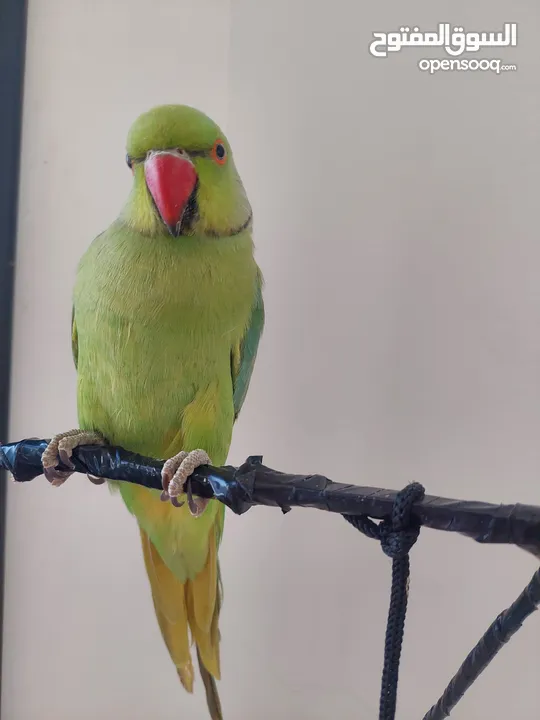 ببغاء درارة هندي ذكر اسمو كوكو عمر سنتين مطوق اليف جدا ما بعض نهائي لعوب بحب الاطفال