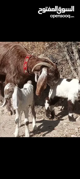 عنزين حليب نخب معهن 4