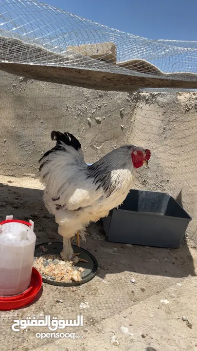 جاجتين براهمه وديك براهمه وصوص بلدي