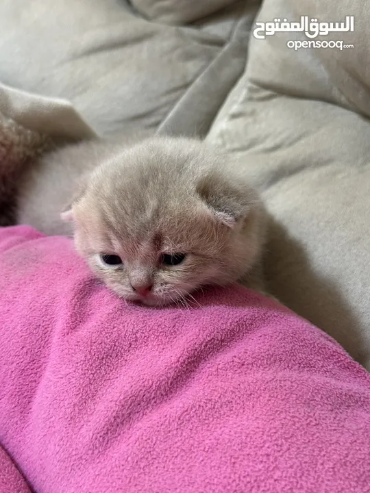 Scottish kittens