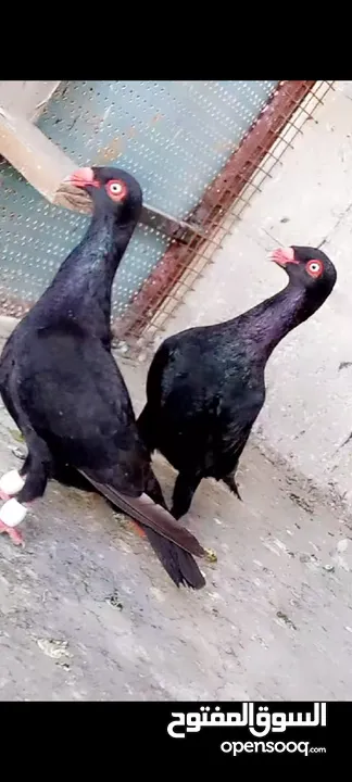 جواز ع الاول
