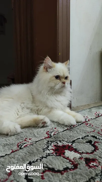 قط للتبني قط بريشن أبيض فرصة رائعة لتبني قط بريشن أبيض جميل ونظيف عمره أكثر من ستة شهور.