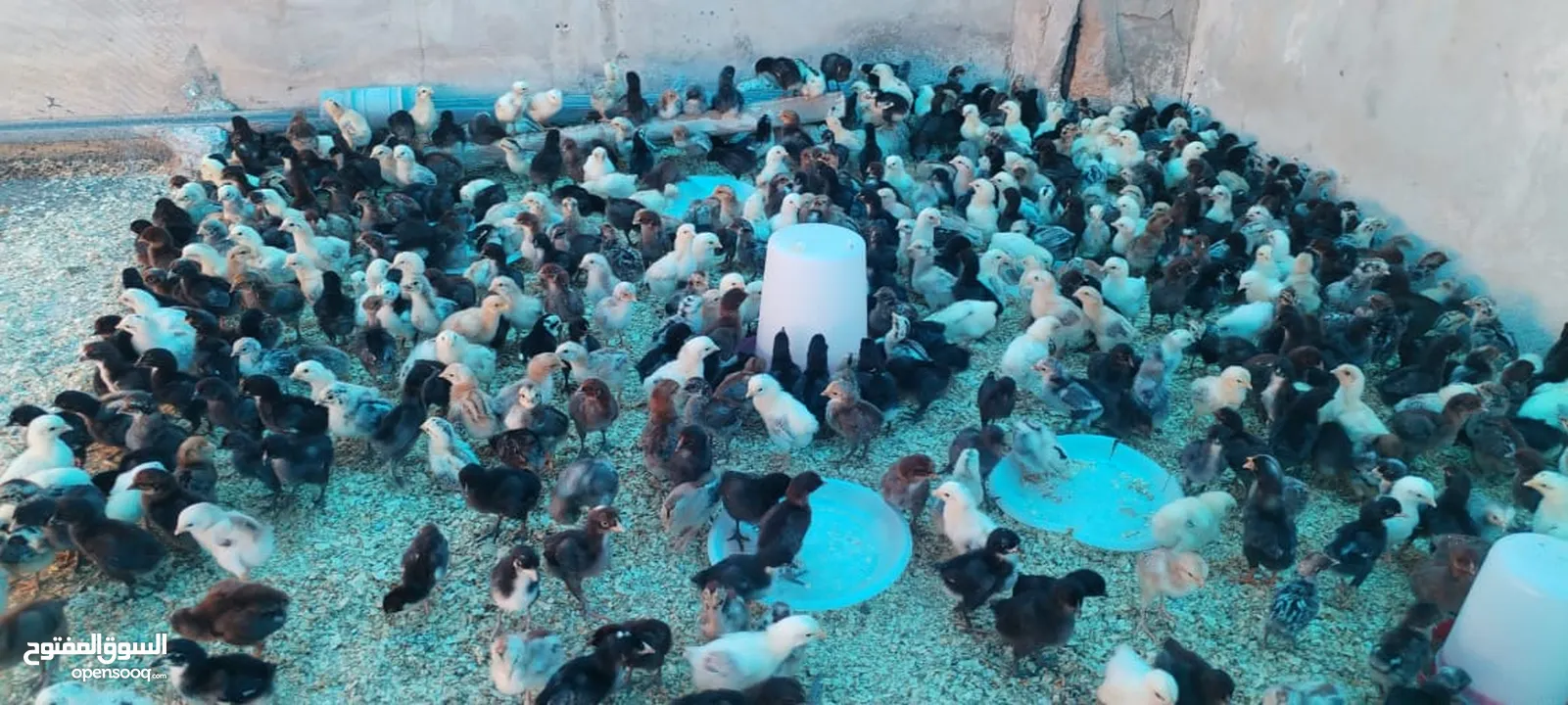 موجود صيصان بلدي بكميات