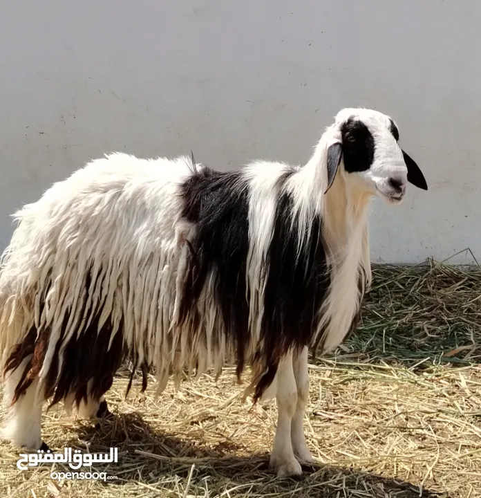 كبش نجدي اصل بيور كبش فاخر انتاجه ممتاز ما شاء الله عليه